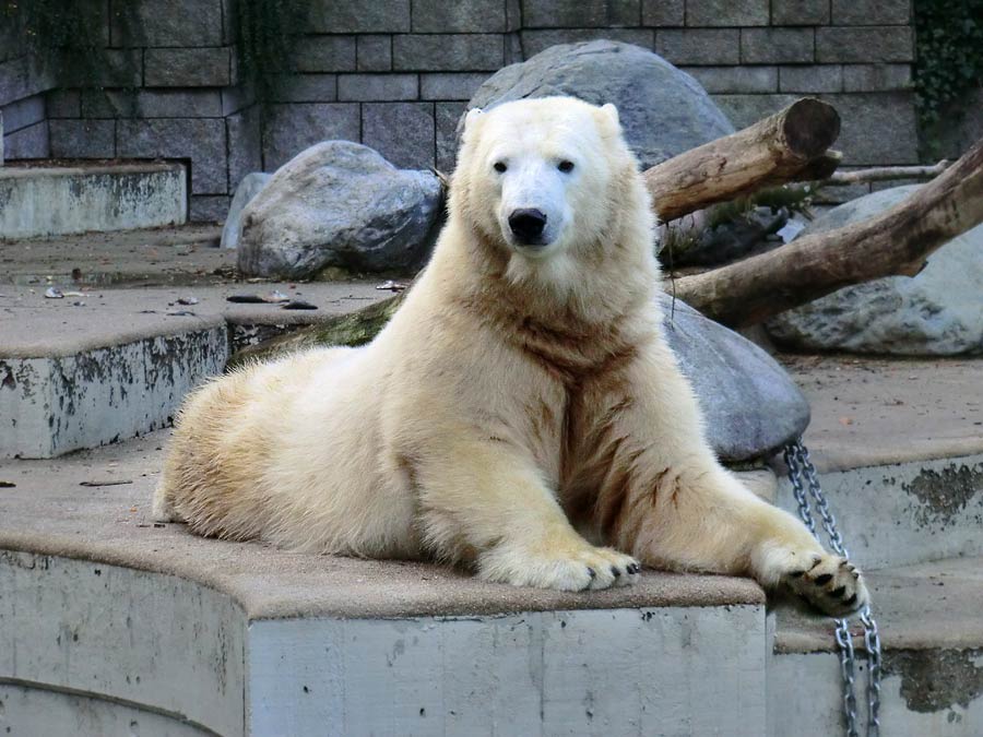 Eisbärin im Grünen Zoo Wuppertal am 2. November 2014