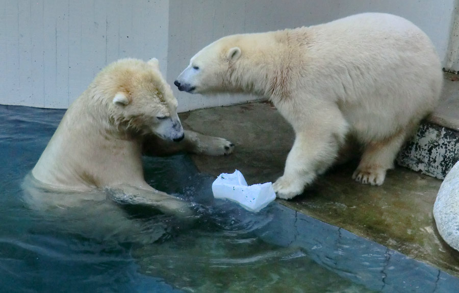 Eisbären im Wuppertaler Zoo am 2. November 2014