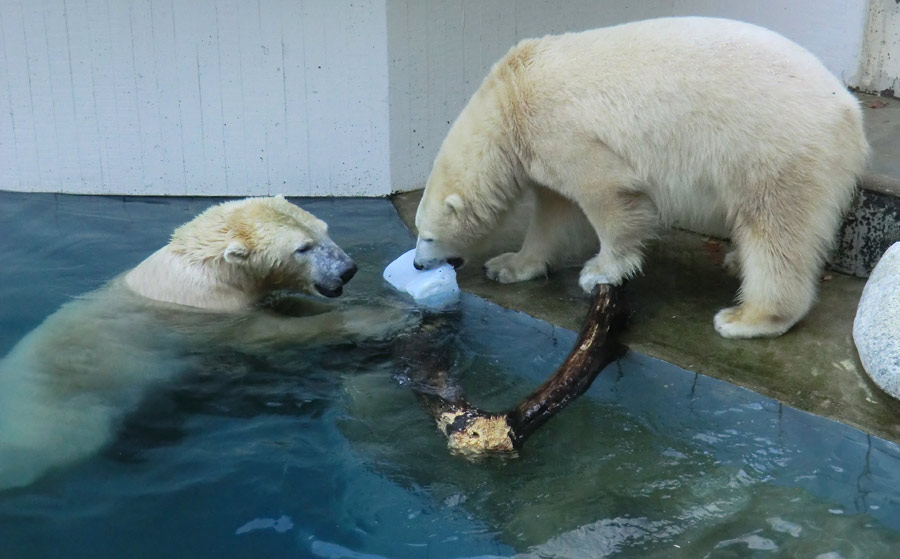 Eisbären im Zoo Wuppertal am 2. November 2014