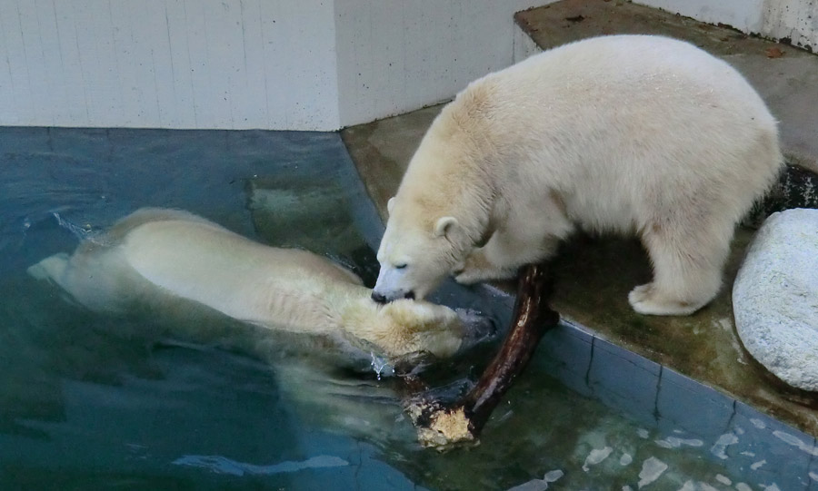 Eisbären im Zoologischen Garten Wuppertal am 2. November 2014