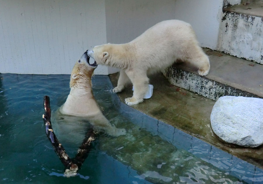 Eisbären im Grünen Zoo Wuppertal am 2. November 2014