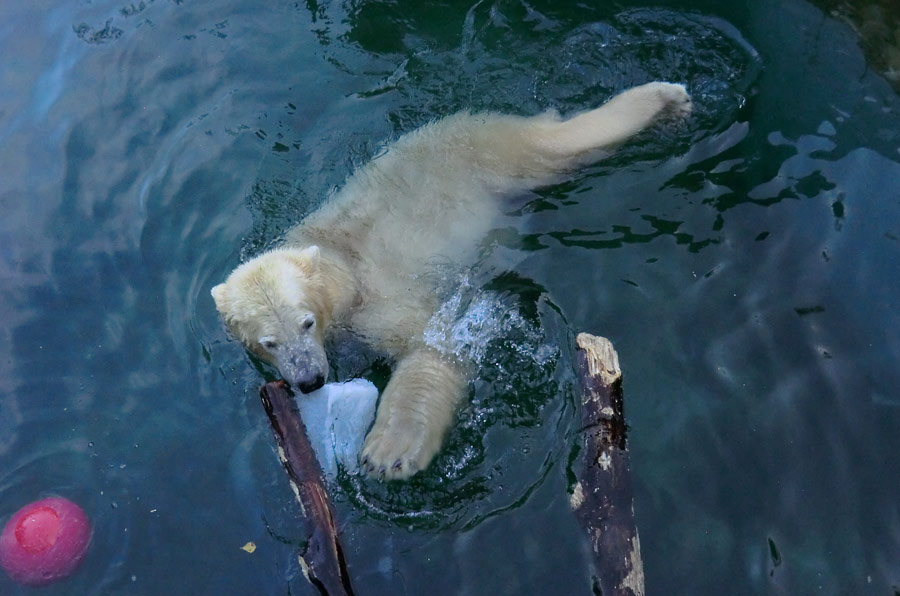 Eisbär im Zoo Wuppertal am 2. November 2014