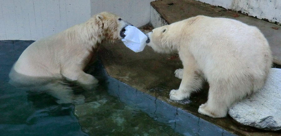 Eisbären im Zoologischen Garten Wuppertal am 2. November 2014