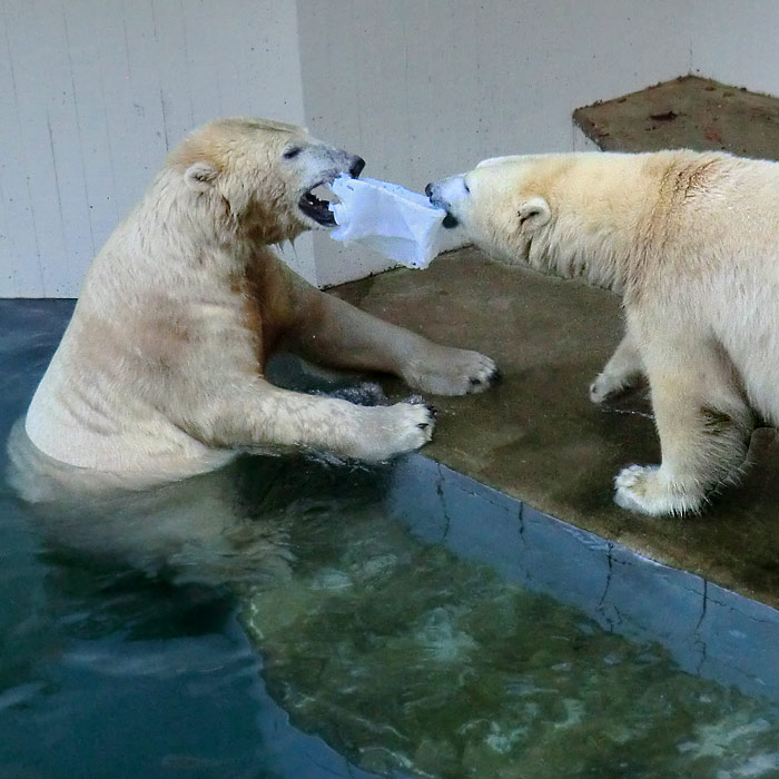 Eisbären am 2. November 2014 im Wuppertaler Zoo