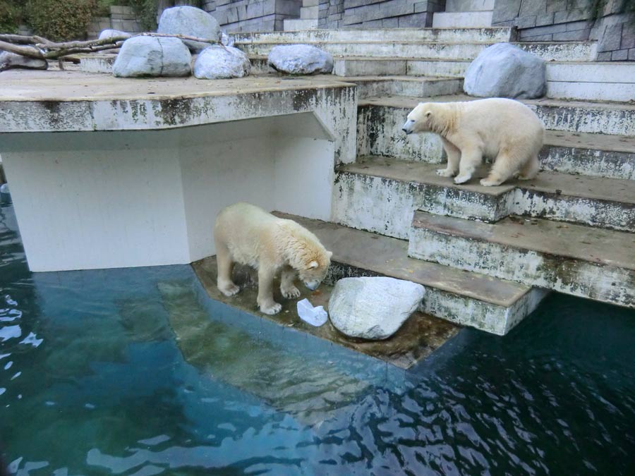 Eisbären im Grünen Zoo Wuppertal am 2. November 2014