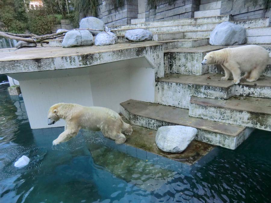 Eisbären im Wuppertaler Zoo am 2. November 2014