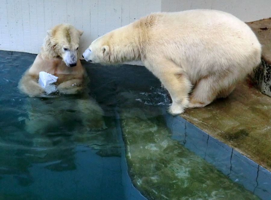 Eisbären im Grünen Zoo Wuppertal am 2. November 2014