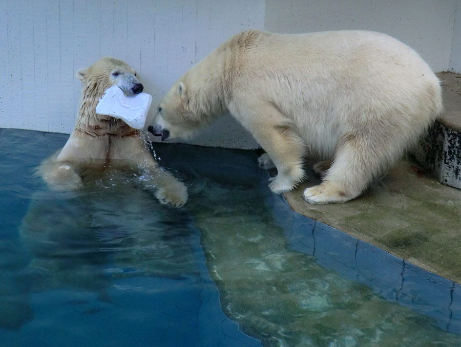 Eisbären im Zoo Wuppertal am 2. November 2014