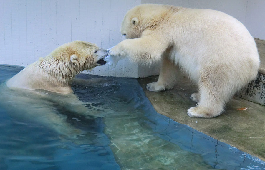 Eisbären im Wuppertaler Zoo am 2. November 2014