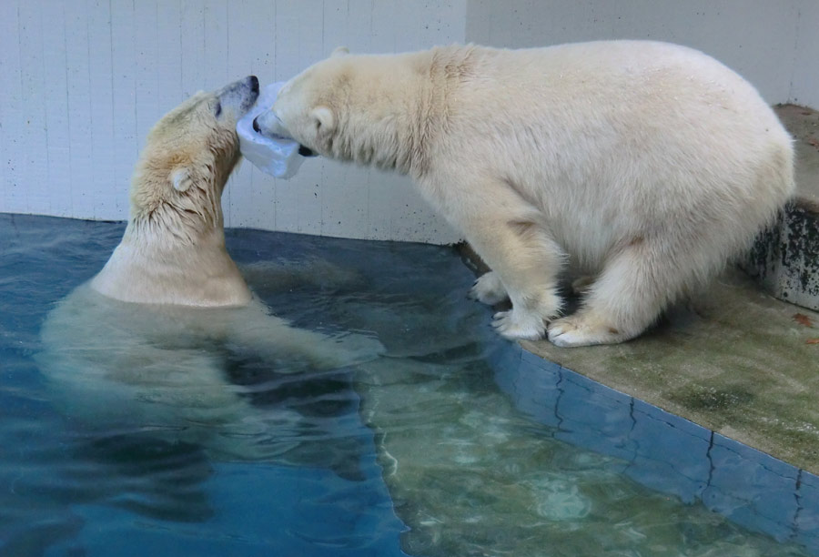 Eisbären im Zoo Wuppertal am 2. November 2014