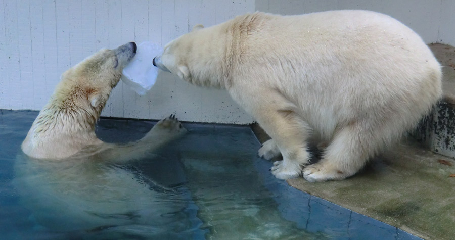 Eisbären im Zoologischen Garten Wuppertal am 2. November 2014