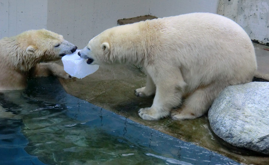 Eisbären im Grünen Zoo Wuppertal am 2. November 2014