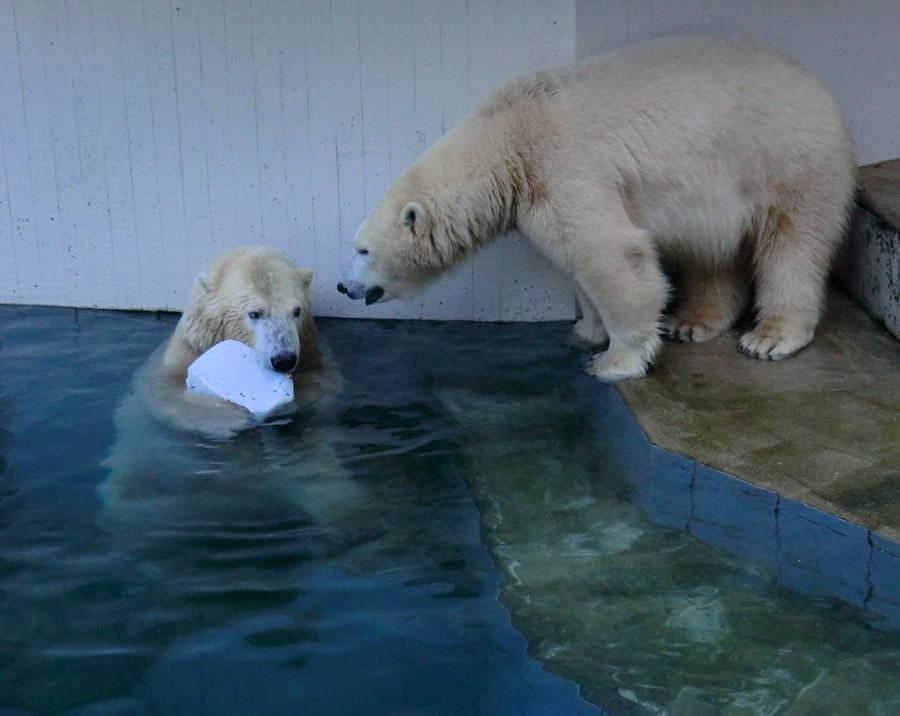 Eisbären im Wuppertaler Zoo am 2. November 2014