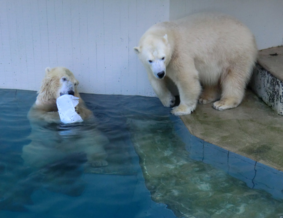 Eisbären im Zoo Wuppertal am 2. November 2014