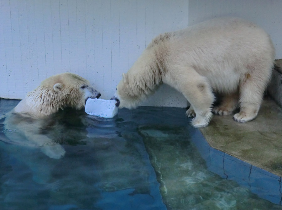 Eisbären im Grünen Zoo Wuppertal am 2. November 2014