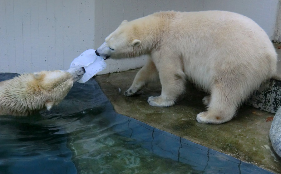 Eisbären im Wuppertaler Zoo am 2. November 2014