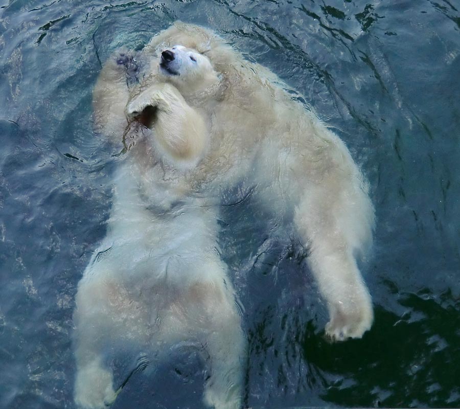 Eisbären im Zoo Wuppertal am 2. November 2014