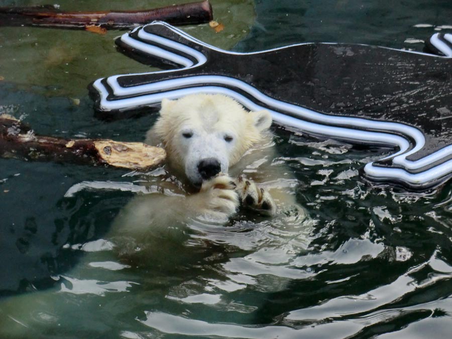 Eisbärin im Wuppertaler Zoo am 2. November 2014