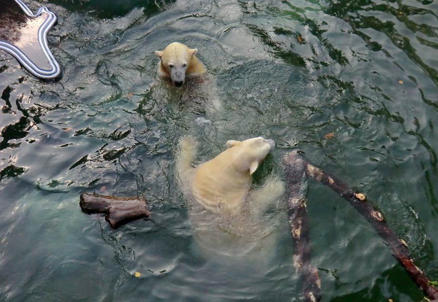 Eisbären im Zoo Wuppertal am 2. November 2014