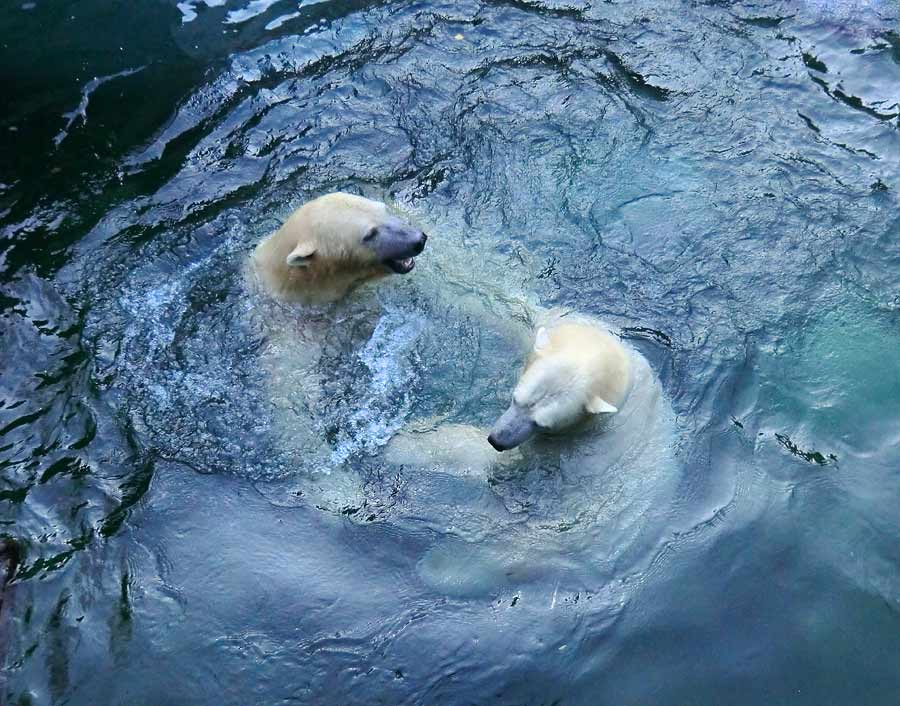 Eisbären im Zoologischen Garten Wuppertal am 2. November 2014