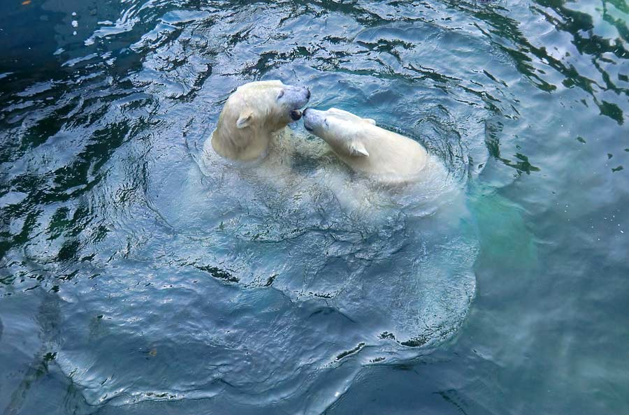 Eisbären im Grünen Zoo Wuppertal am 2. November 2014