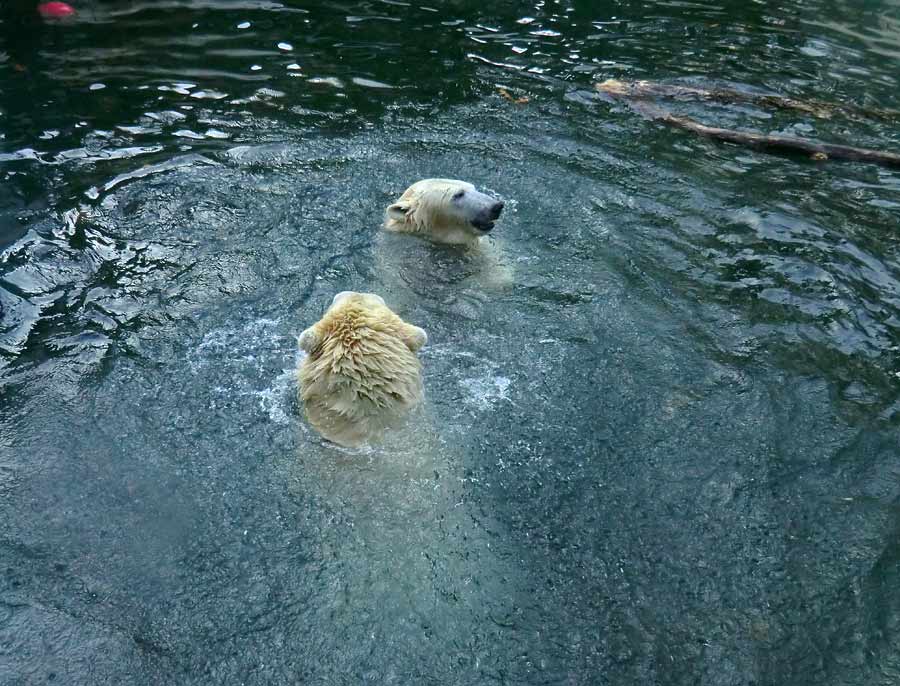 Eisbären im Wuppertaler Zoo am 2. November 2014