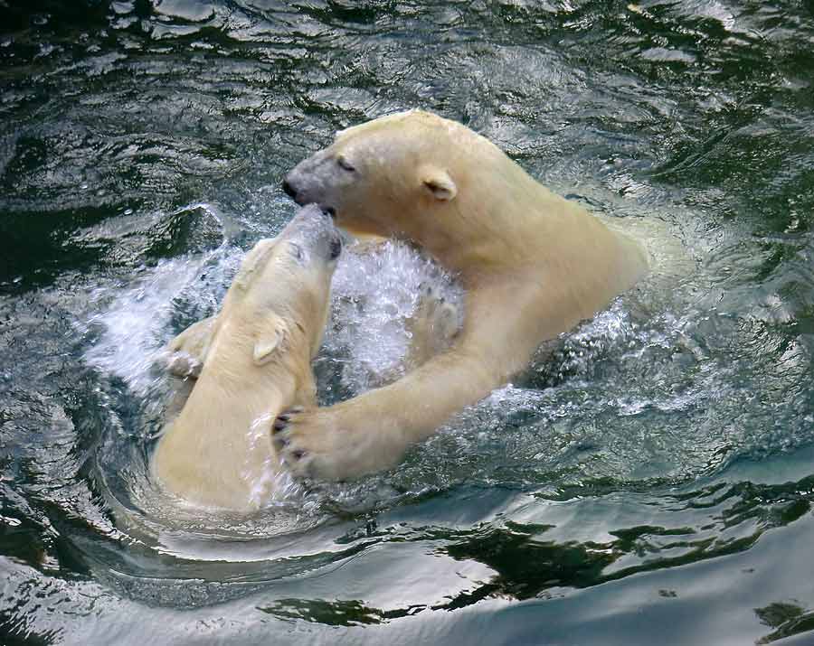 Eisbären im Zoo Wuppertal am 2. November 2014