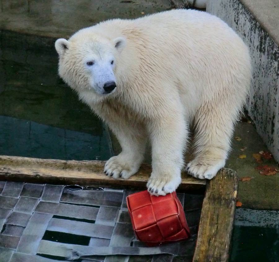 Eisbärin ANORI im Zoo Wuppertal am 9. November 2014