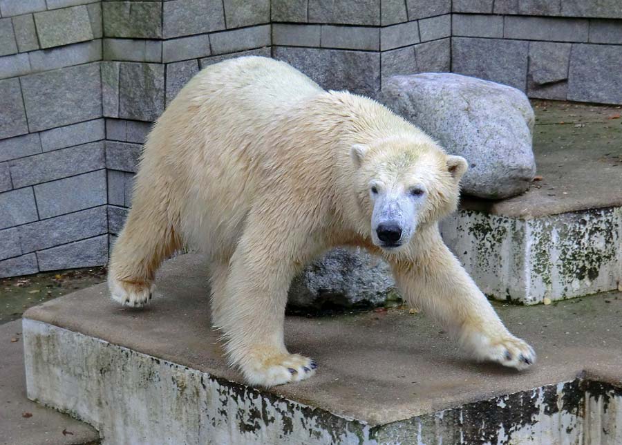 Eisbär LUKA im Zoologischen Garten Wuppertal am 9. November 2014