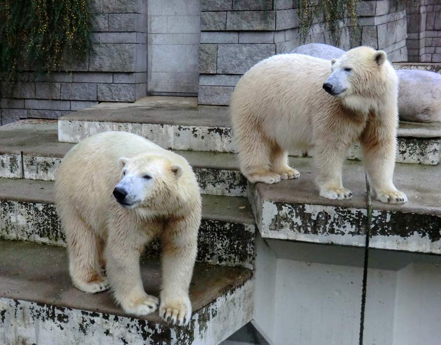 Eisbär LUKA und Eisbärin ANORI im Grünen Zoo Wuppertal am 9. November 2014