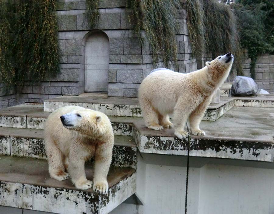 Eisbären im Wuppertaler Zoo am 9. November 2014