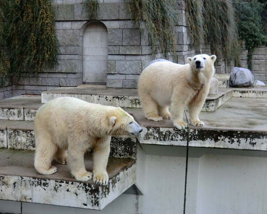 Eisbären im Zoo Wuppertal am 9. November 2014