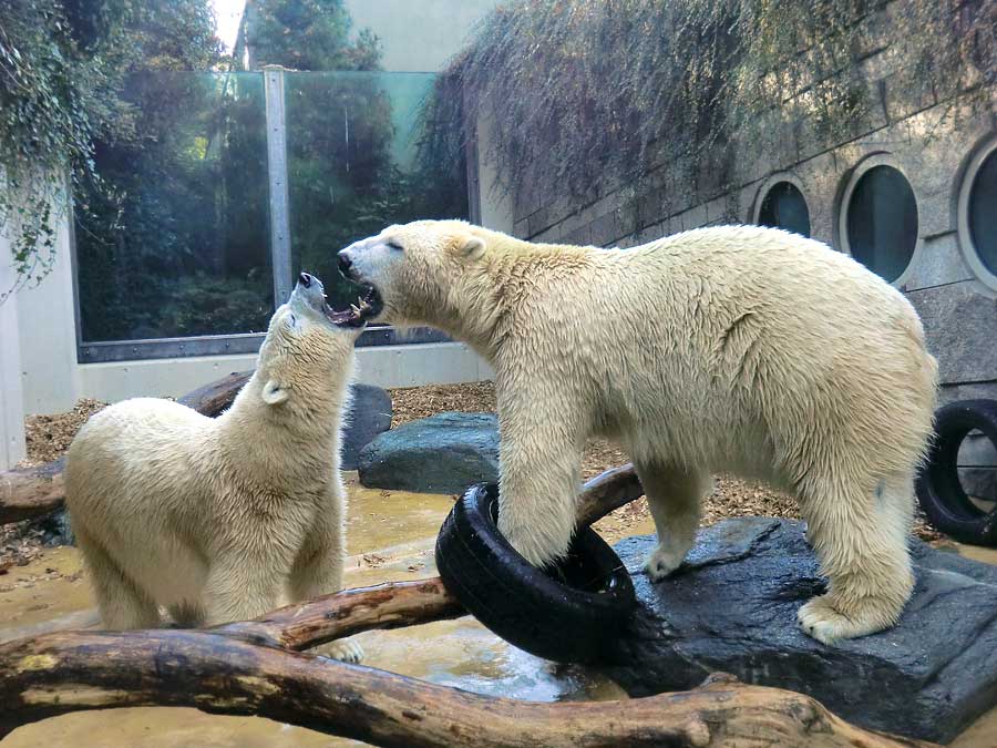 Eisbären im Grünen Zoo Wuppertal am 9. November 2014