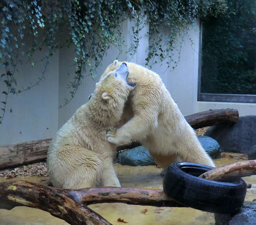 Eisbären im Zoo Wuppertal am 9. November 2014