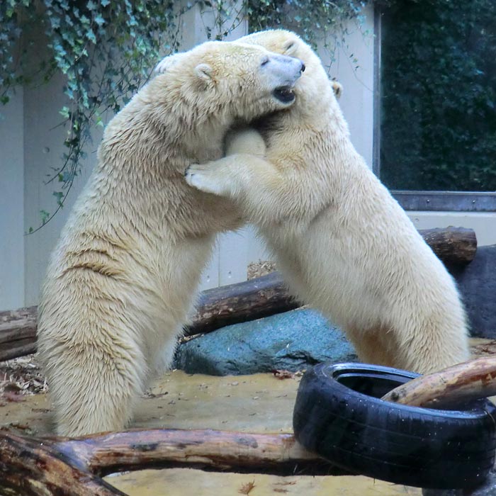 Eisbären am 9. November 2014 im Wuppertaler Zoo