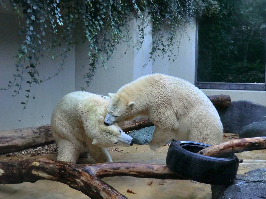 Eisbären im Zoologischen Garten Wuppertal am 9. November 2014