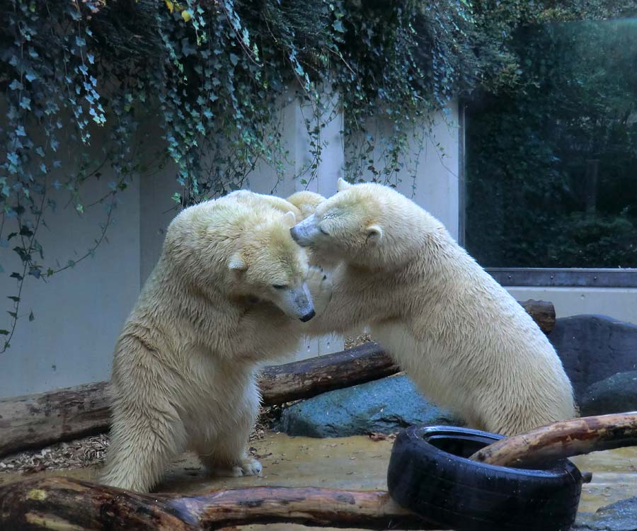 Eisbären im Grünen Zoo Wuppertal am 9. November 2014