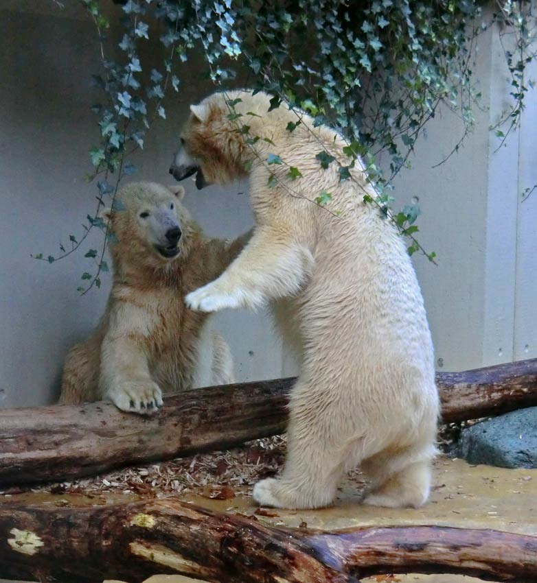 Eisbären im Zoologischen Garten Wuppertal am 9. November 2014