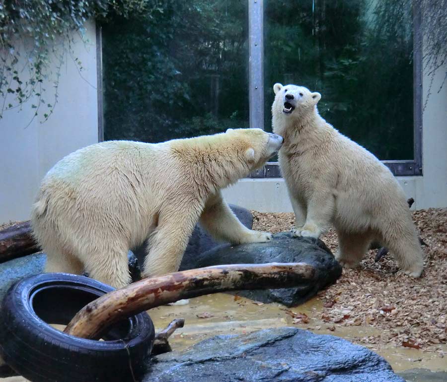 Eisbären im Wuppertaler Zoo am 9. November 2014