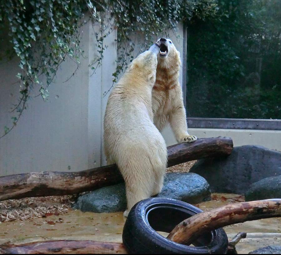 Eisbären im Zoologischen Garten Wuppertal am 9. November 2014