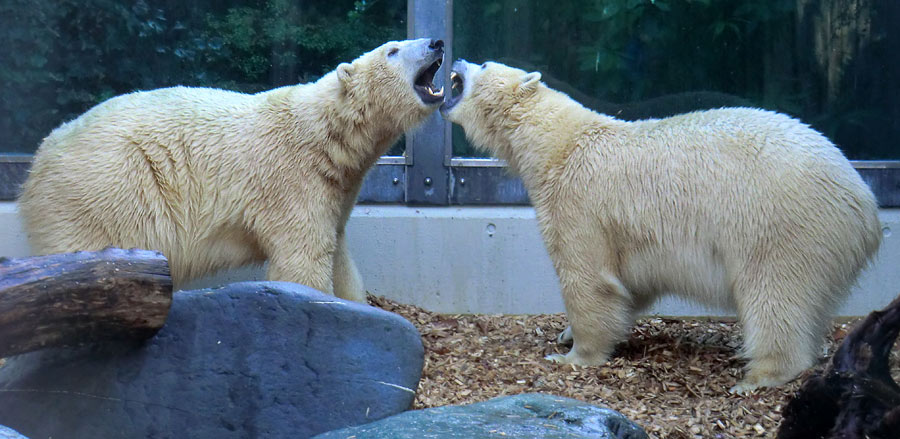 Eisbär LUKA und Eisbärin ANORI im Wuppertaler Zoo am 9. November 2014
