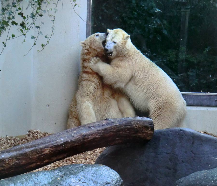 Eisbären im Zoo Wuppertal am 9. November 2014