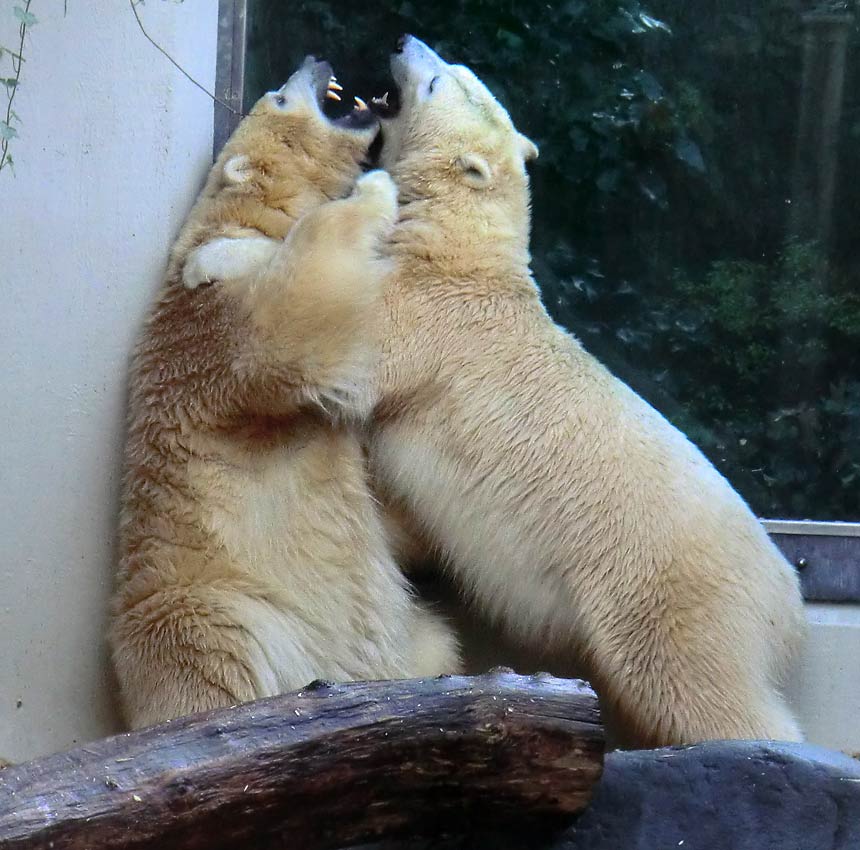 Eisbären im Zoologischen Garten Wuppertal am 9. November 2014