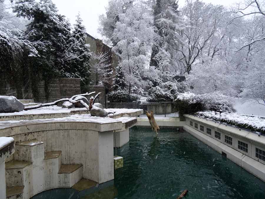 Eisbärin ANORI im Zoo Wuppertal am 27. Dezember 2014