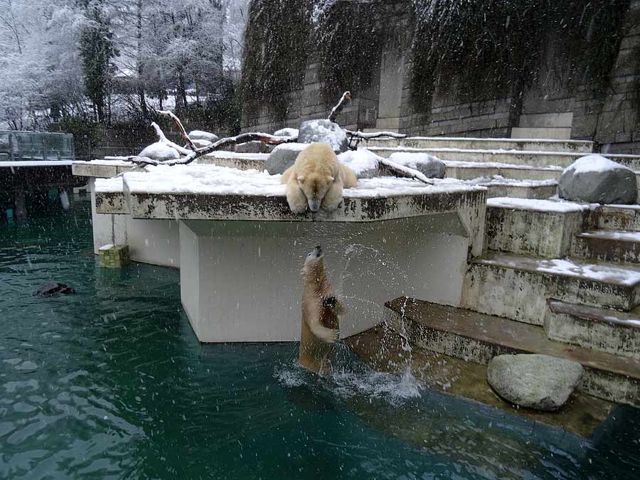 Eisbären im Zoologischen Garten Wuppertal am 27. Dezember 2014