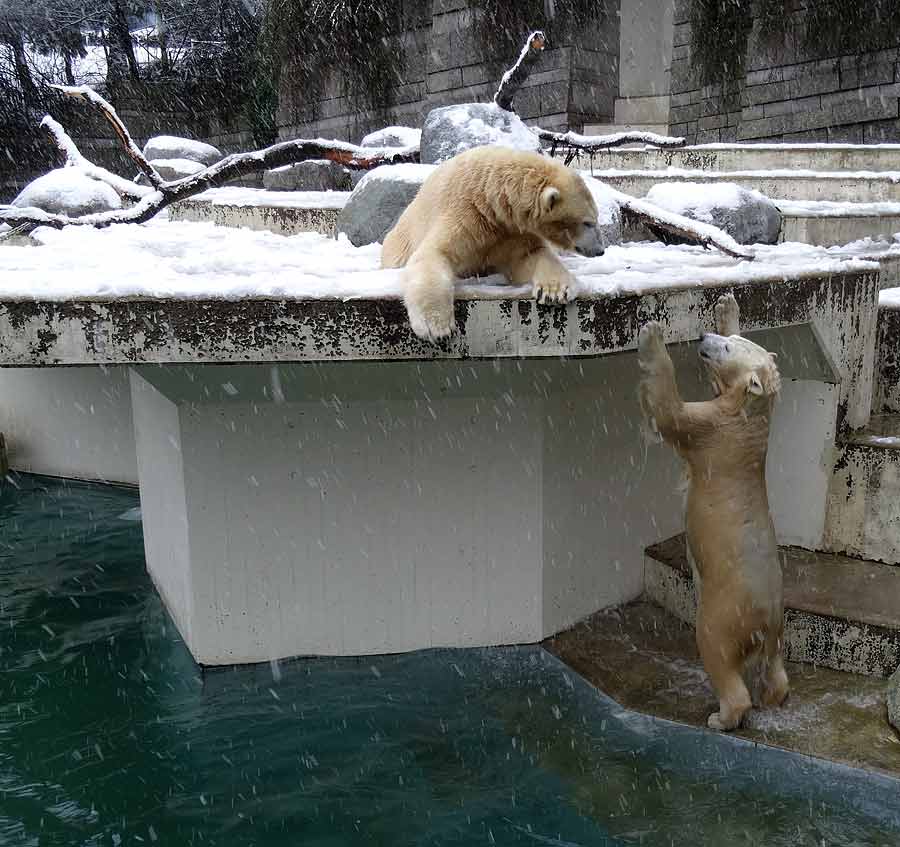 Eisbären im Grünen Zoo Wuppertal am 27. Dezember 2014