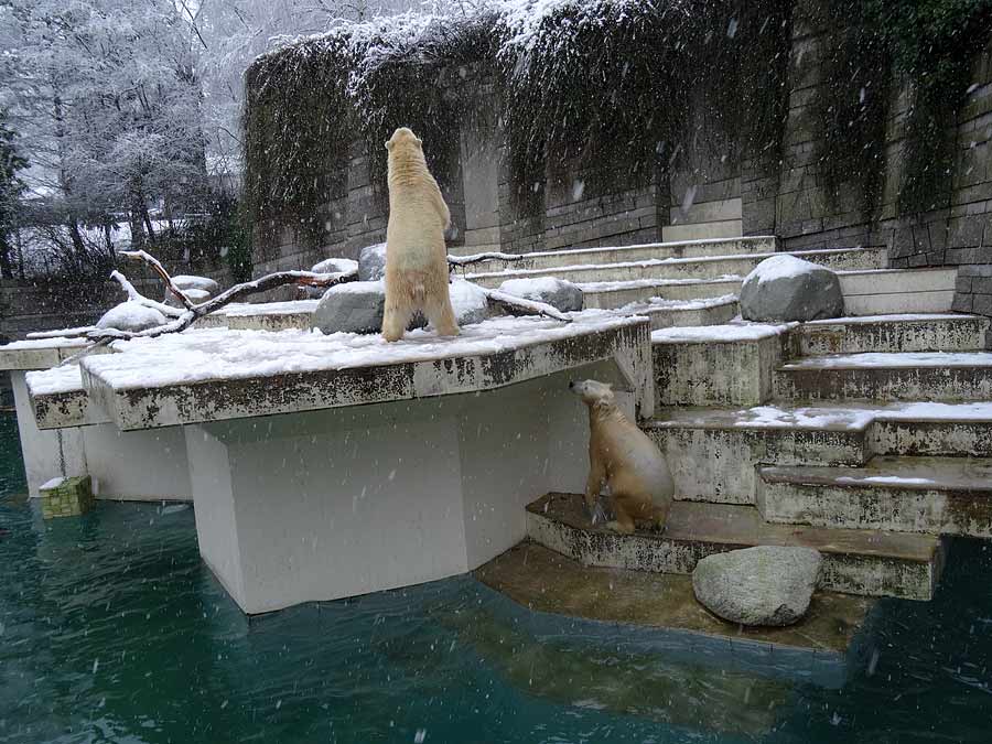 Eisbären im Wuppertaler Zoo am 27. Dezember 2014