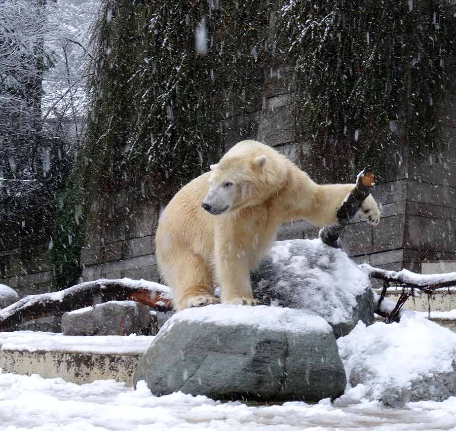 Eisbär LUKA im Zoologischen Garten Wuppertal am 27. Dezember 2014