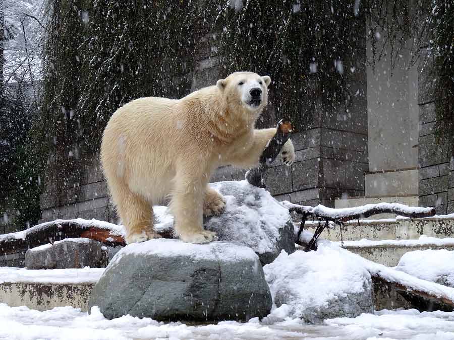 Eisbär LUKA im Grünen Zoo Wuppertal am 27. Dezember 2014