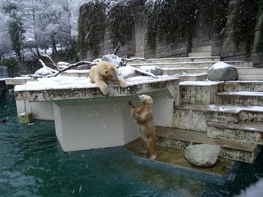 Eisbären im Zoo Wuppertal am 27. Dezember 2014